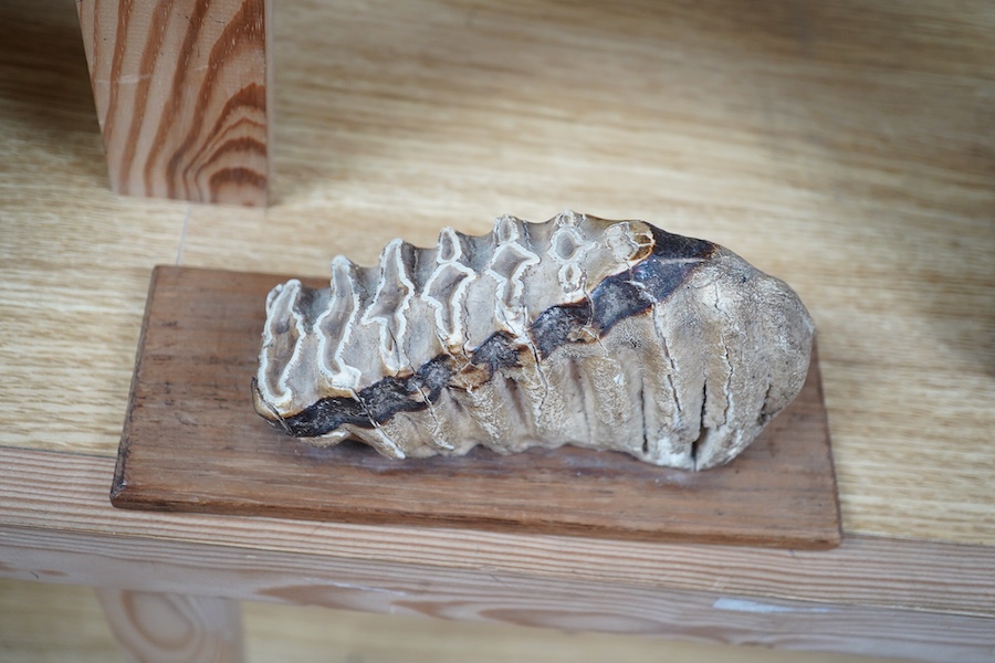 A junior Woolly mammoth tooth, mounted, 14cm excluding base. Condition - crack to one side, requires filling